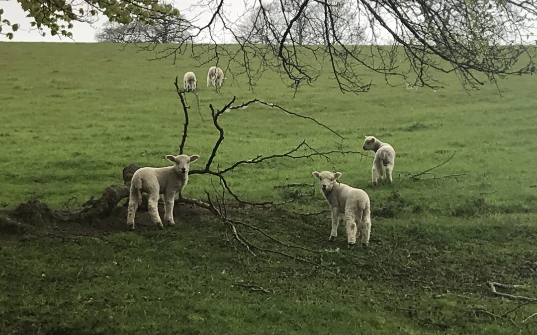 Sheep in green pastures
