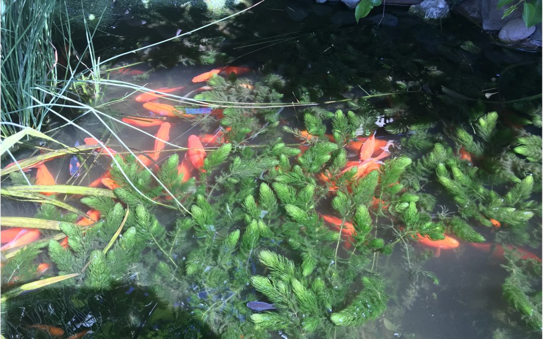 Fishes in a nature pond